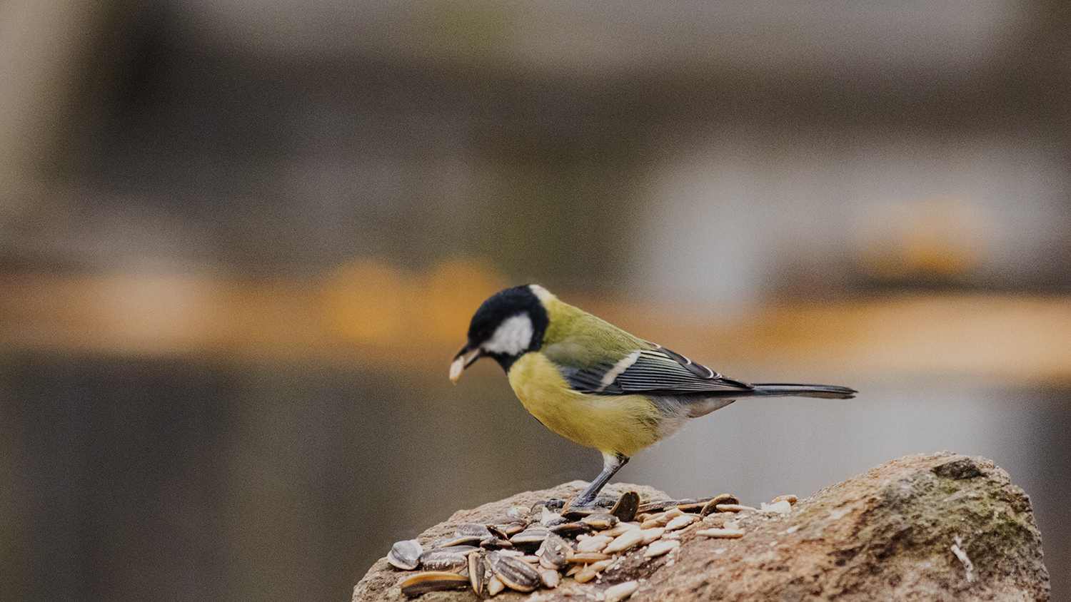 Great Tit